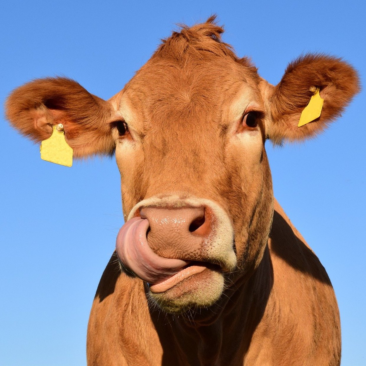 Eine Kuh lebt auf dem Feld. Läufer brauchen kein Fleisch für ihr Training.