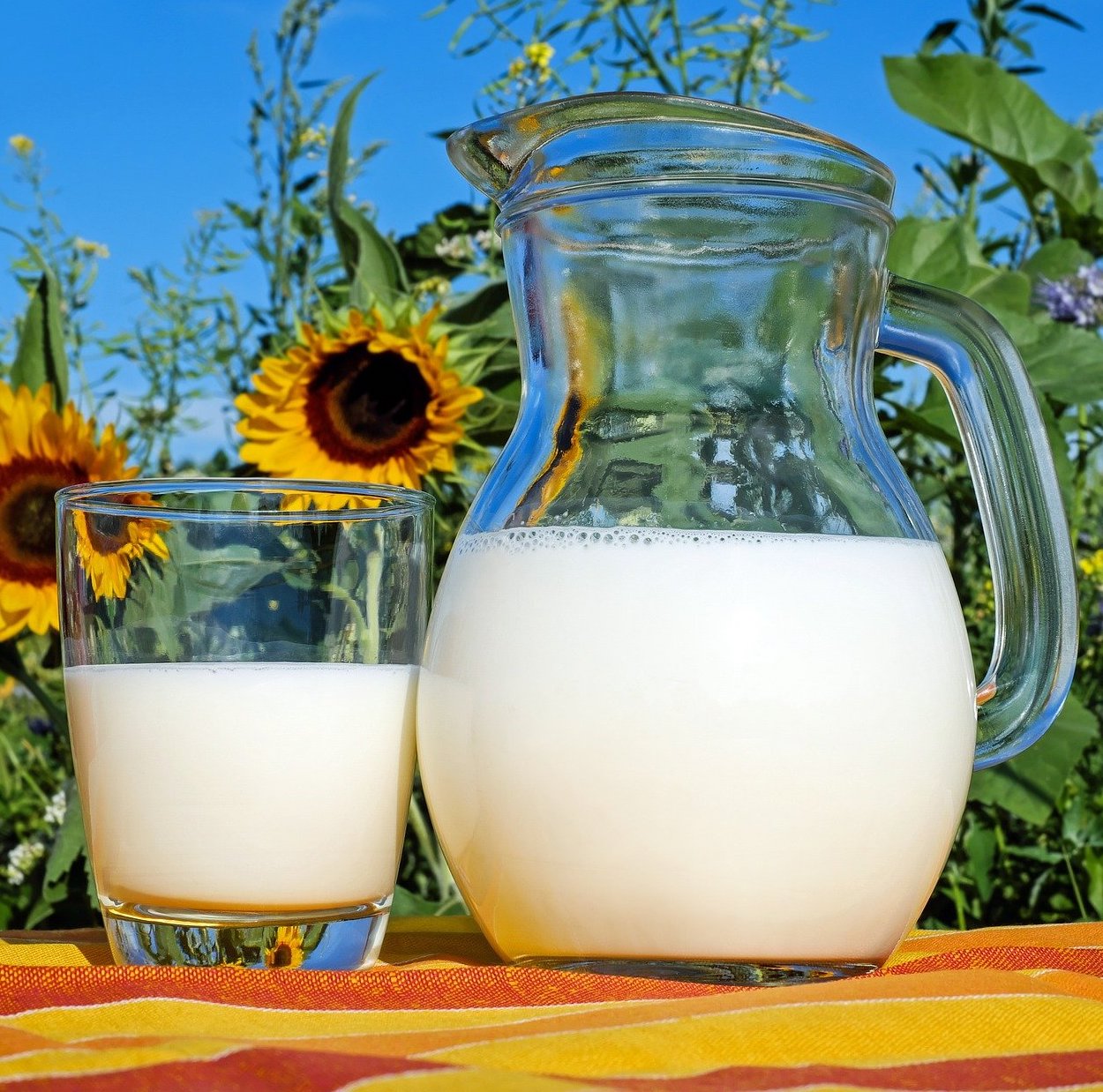 Hier ist ein Glas Kuhmilch zu sehen. Ob Menschen diese wirklich brauchen ist fraglich.