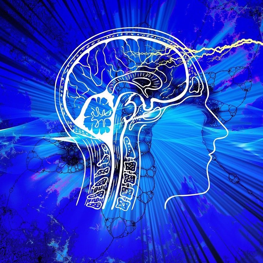 Das menschliche Gehirn. Durch Laufen kann die somatische Intelligenz gefördert werden.