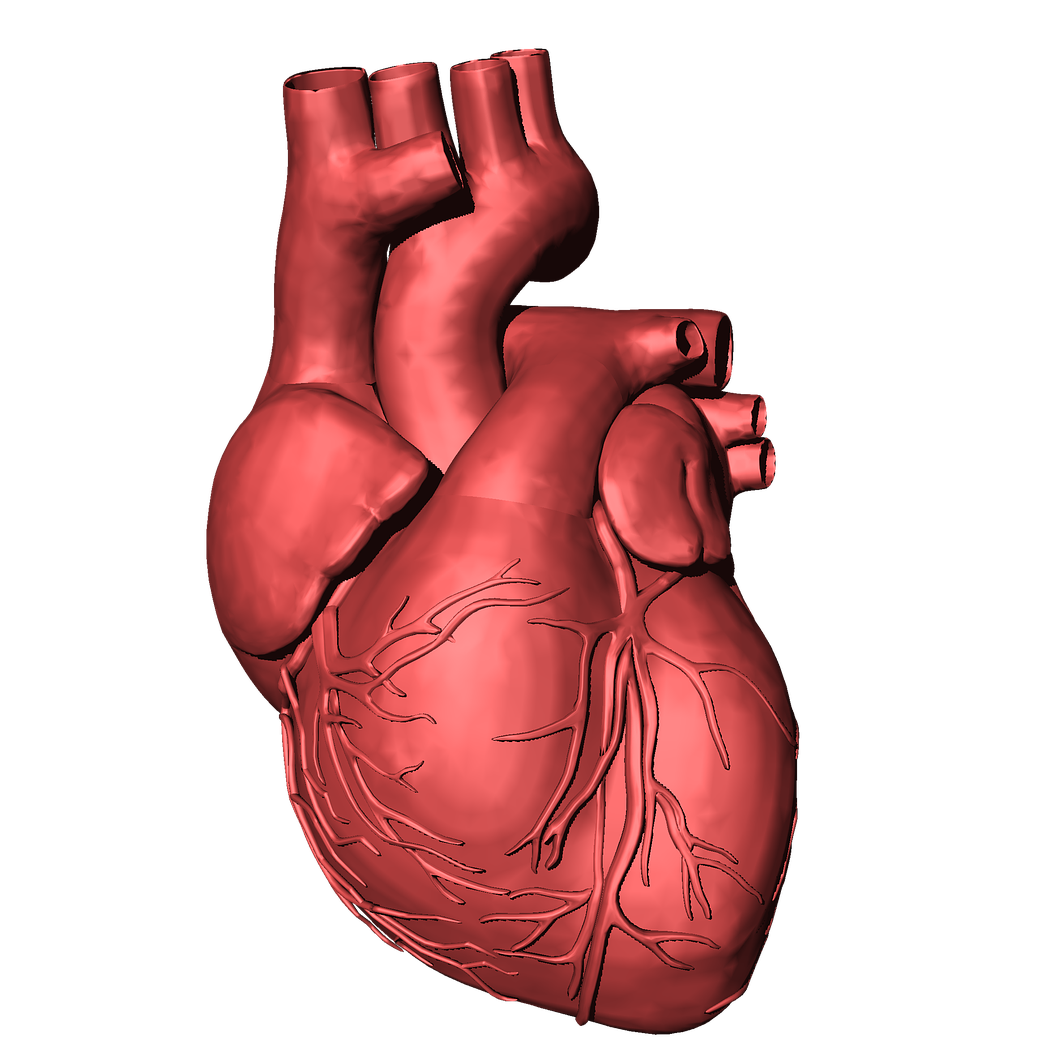 Rund um das Herz beim Laufen und Herzkreislaufsystem erklären wir hier die wichtigsten Schlüsselwörter, die innerhalb der Laufcampus Methode eine Rolle spielen.